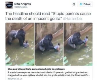 Read Zoo Gorilla Tragedy Teaches Schools Social Media Lesson